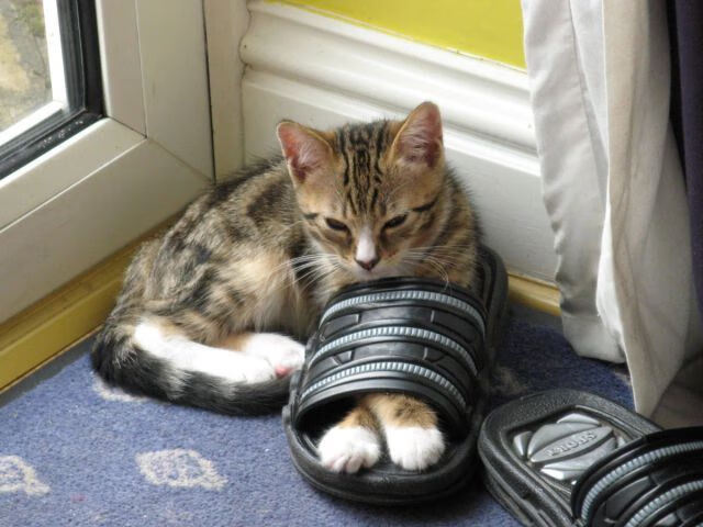 班凯罗轰下40分统治攻防，绿军铁锁阵绞杀灰熊