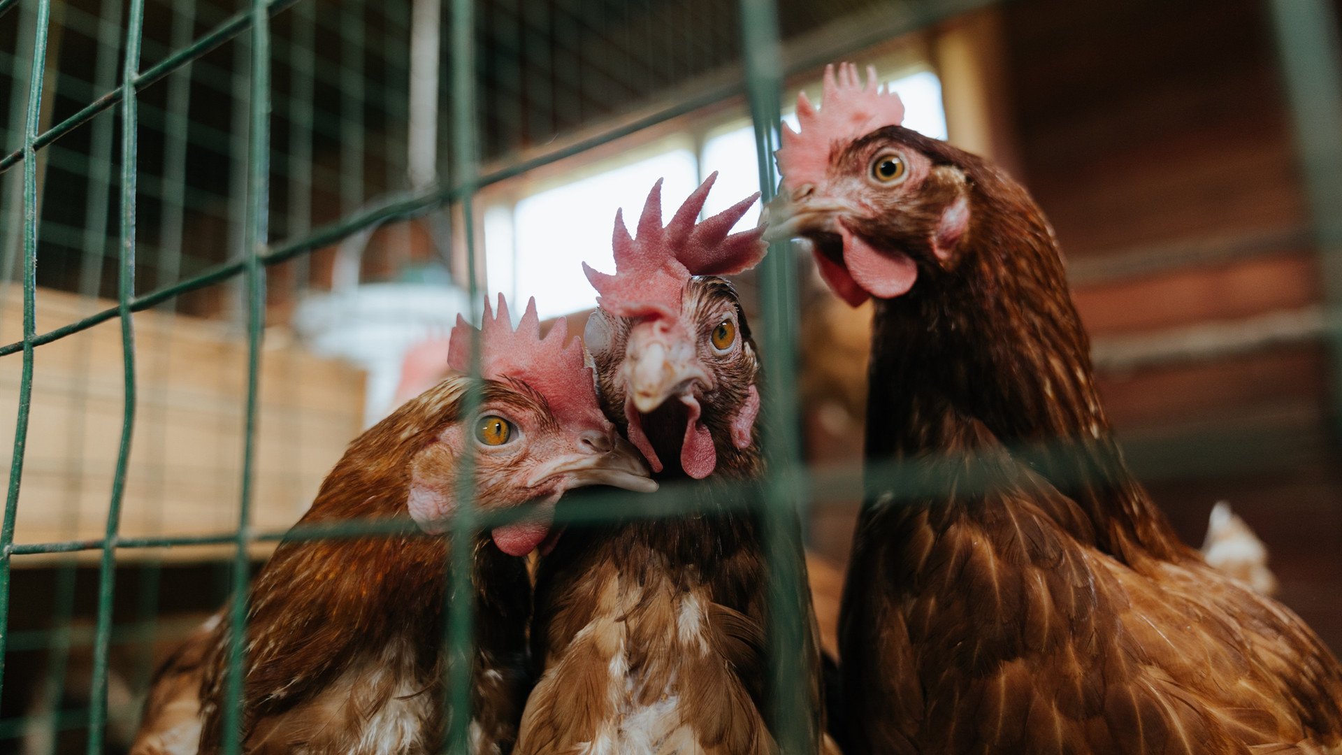 pg电子游戏-绝地逆转！吉林加时擒猛龙，贝恩47分弑旧主