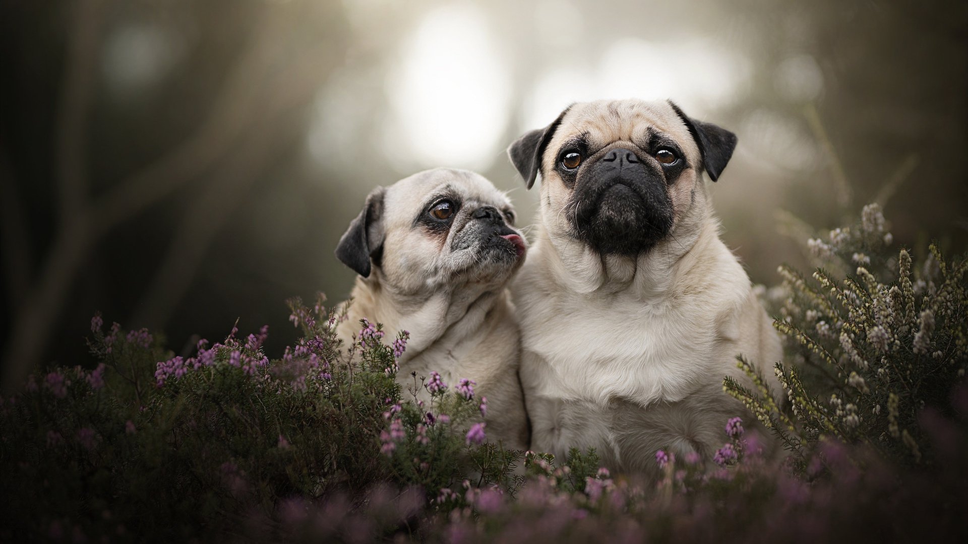 哈利伯顿主宰年度焦点战，步行者强势冲垮活塞