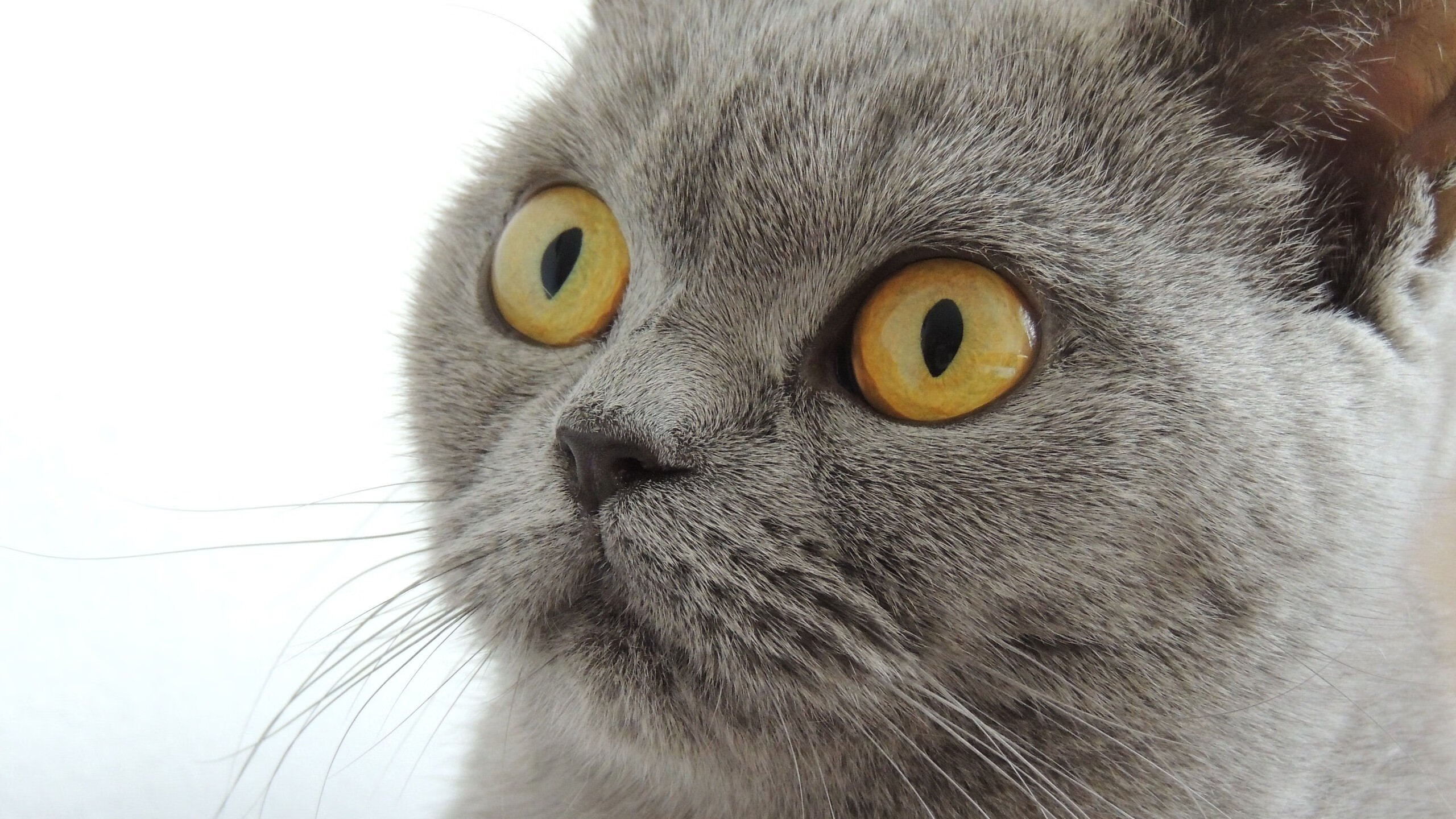 流光溢箭，爱德华兹的攻防转换艺术照亮欧冠之夜