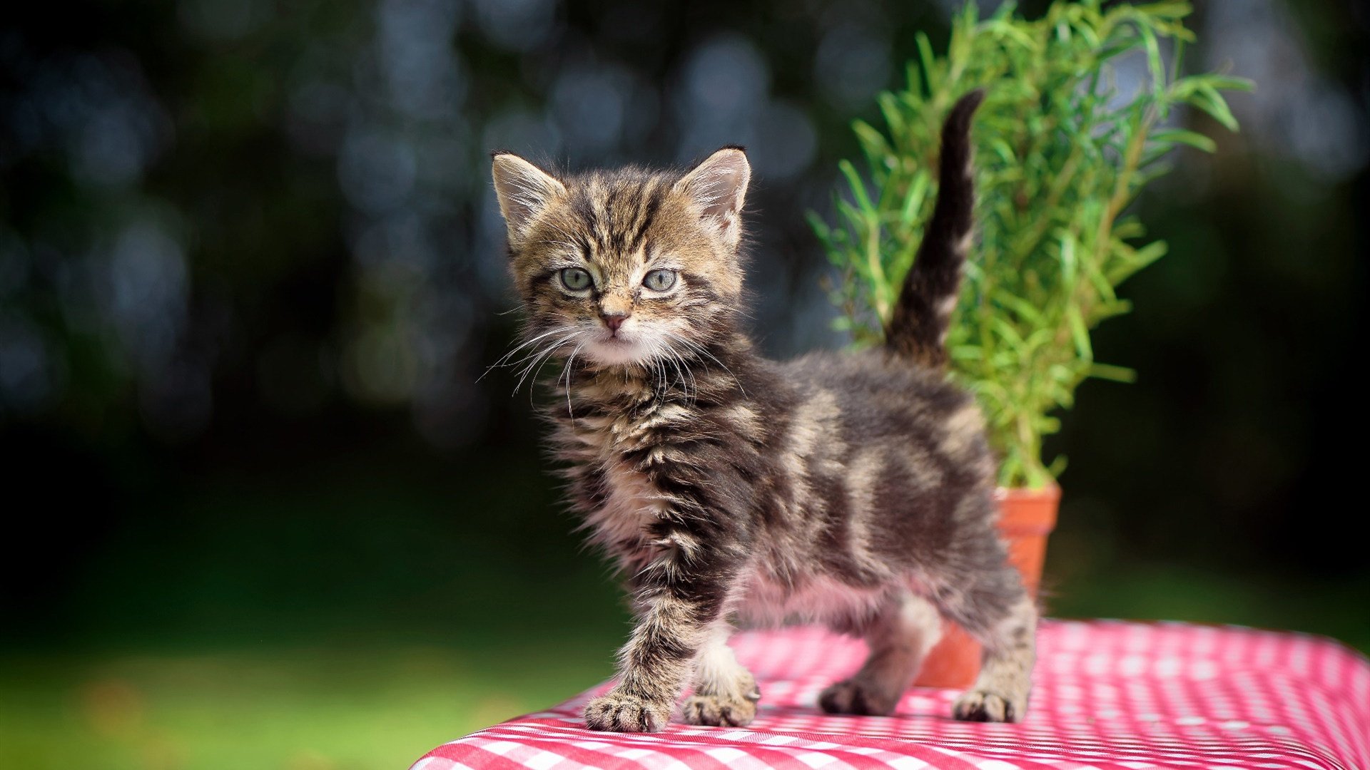 巴尔韦德制胜一击，塞内加尔3-1力克加拿大晋级在望