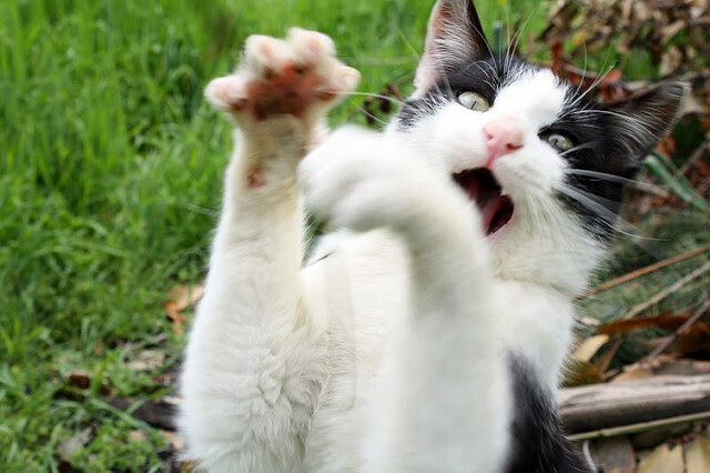 pg电子下载-战车碾过东欧铁骑，加时鏖战背后，弗拉霍维奇的高能挽歌