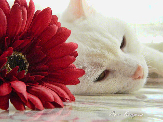 迪亚斯封神一战，袋鼠军团掀翻黄色潜水艇的战术革命