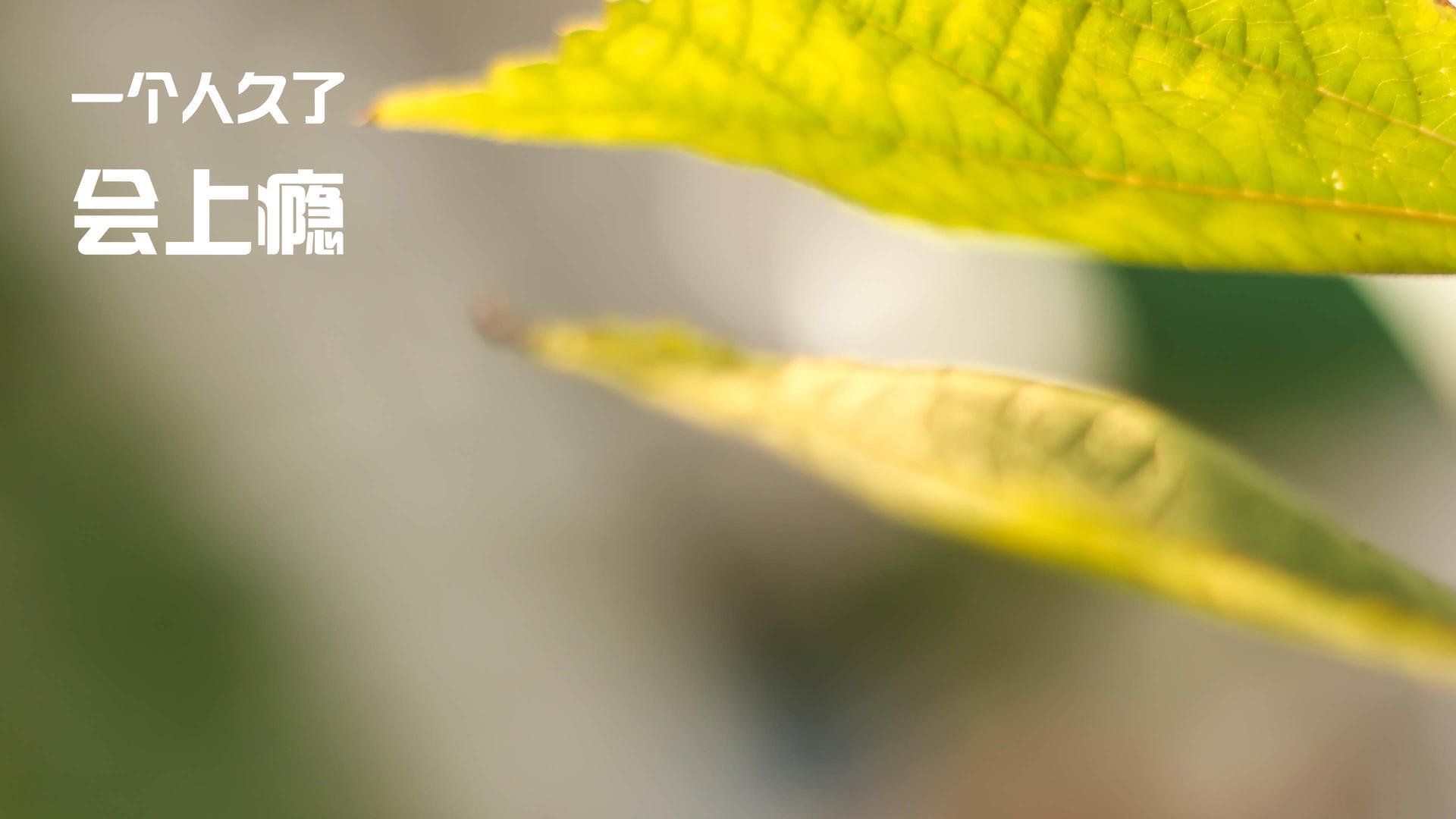 pg电子娱乐-绿茵上的凯尔特之战，血拼比利亚雷亚尔，奥斯梅恩一剑封喉