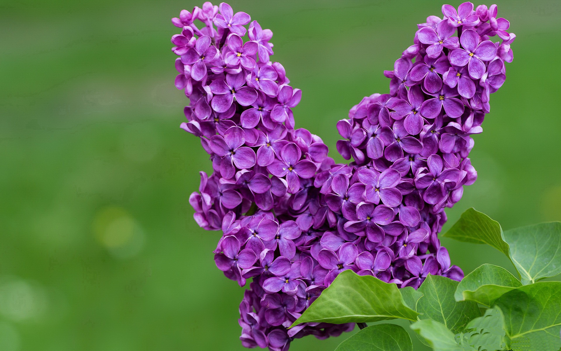 pg电子游戏-从隔扣霍乐迪到关键封杀，文班亚马用绿军试金石淬炼巨星本色