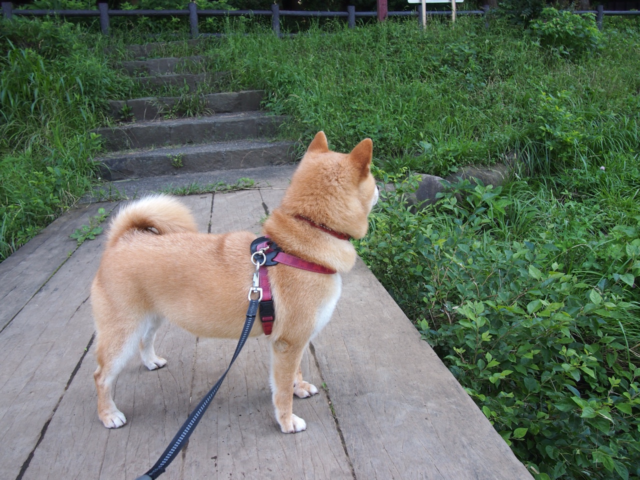 pg电子下载-当总决赛MVP降临绿茵场