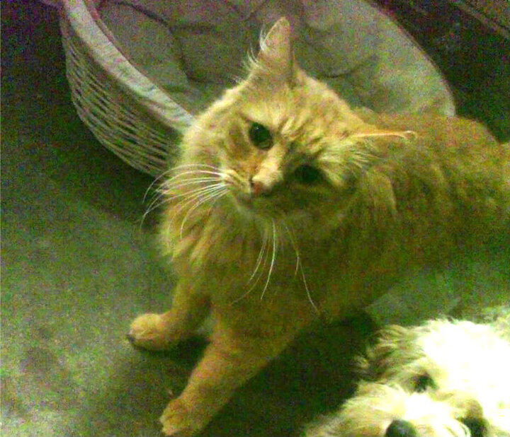 年度焦点之战，开拓者末节发力客场击败掘金