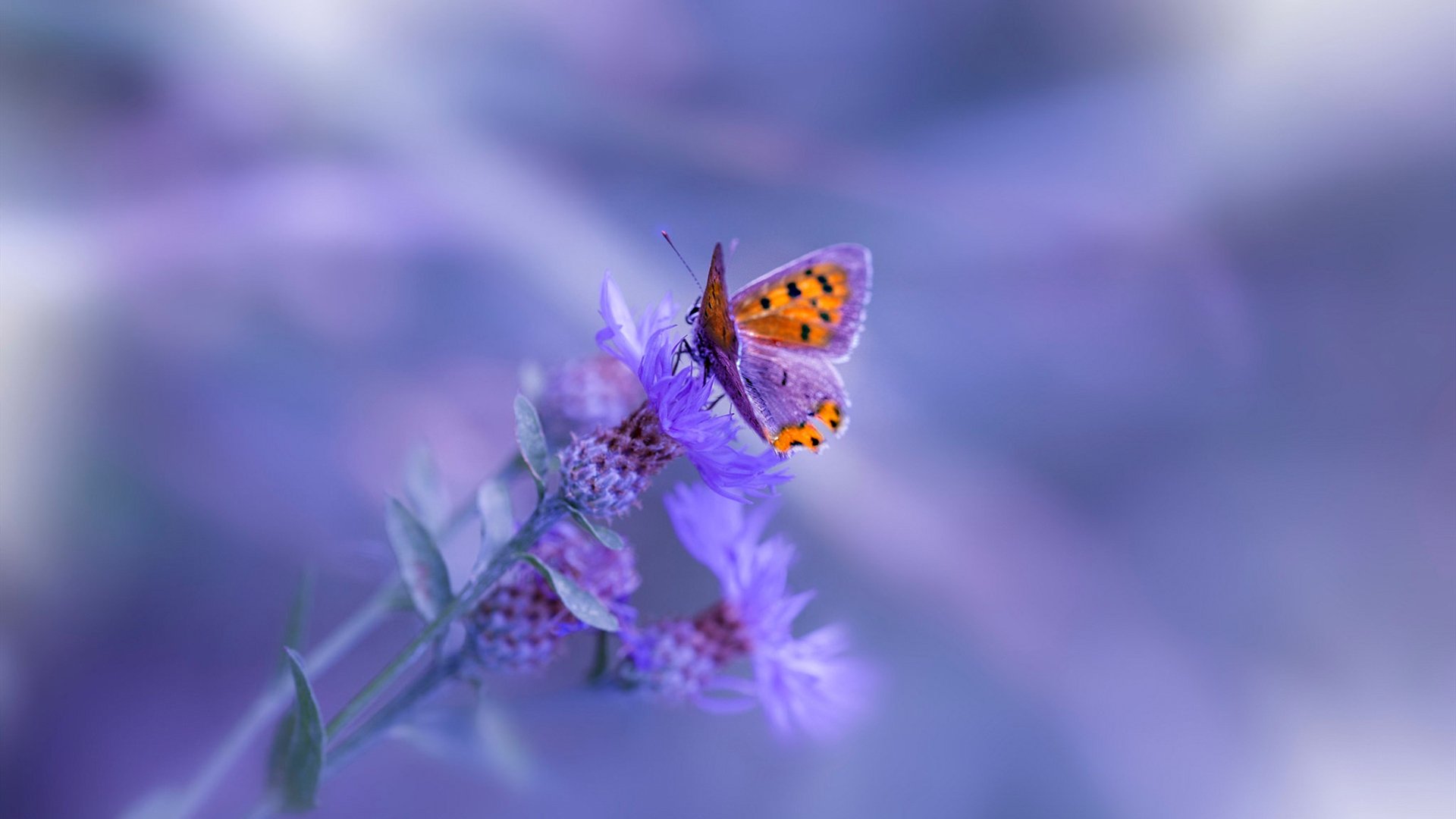 pg电子试玩网-当钢铁洪流碾过艺术足球，阿尔瓦雷斯神级演出铸就波兰奇迹