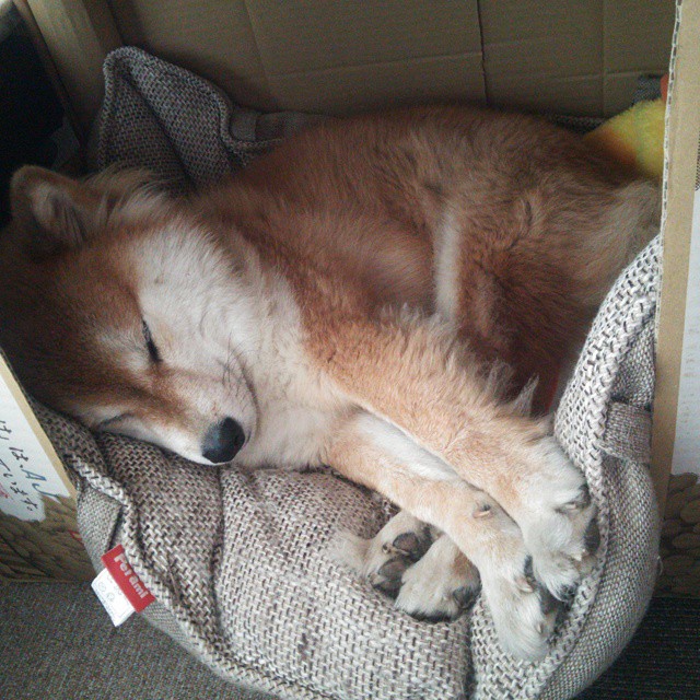 pg电子娱乐-欧冠淘汰赛焦点战，牙买加风暴强压伊朗防线