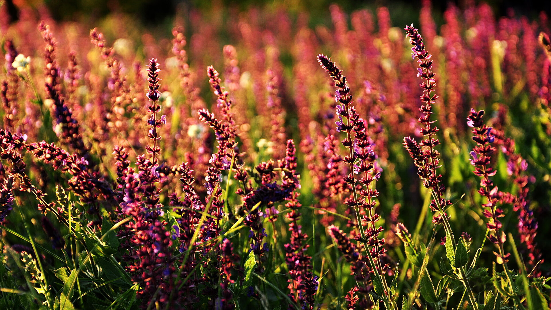 跨域双星,当奇才绝境翻盘遇见爱德华兹的欧冠封神