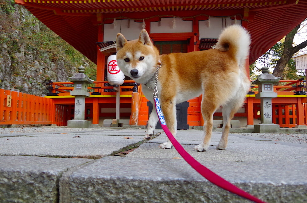 pg电子试玩-格纳布里爆发与沙特末节传奇，个人英雄主义与团队韧性的时代对话