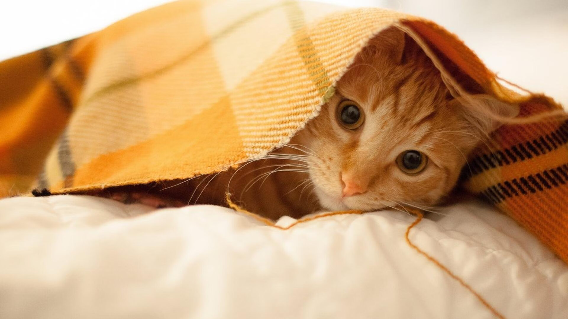 格列兹曼的指挥艺术，土耳其球队如何撕裂曼联防线