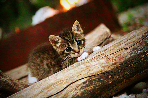 星光之下,篮网终结黄蜂,当个人传奇与团队胜利共鸣
