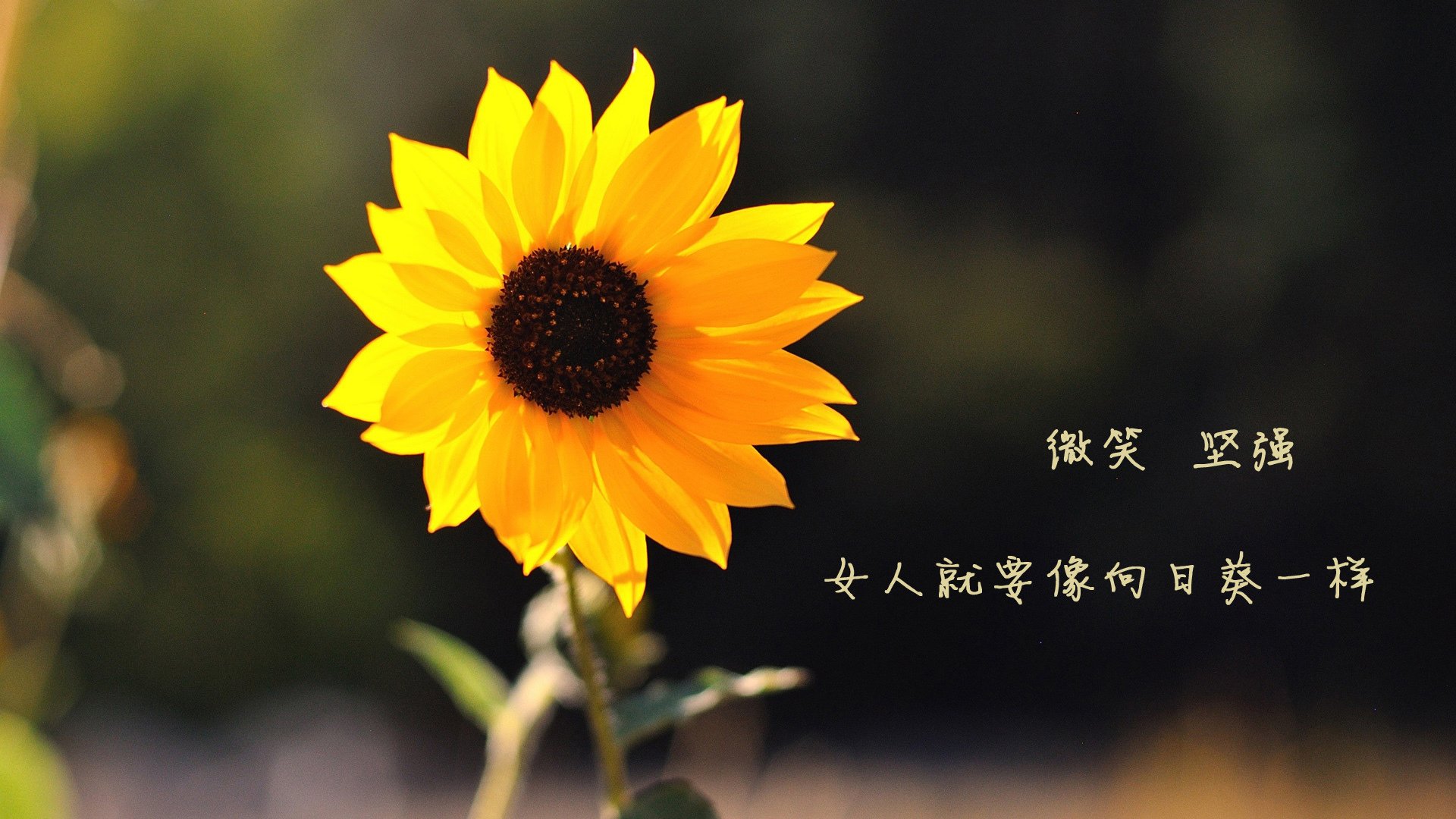 阿诺德神机妙算,印度风暴席卷沙漠—2026世界杯E组关键战,印度完胜阿联酋